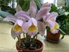 Cattleya Venosa (loddigesii x forbesii) (Azienda Agricola Nardotto Capello)